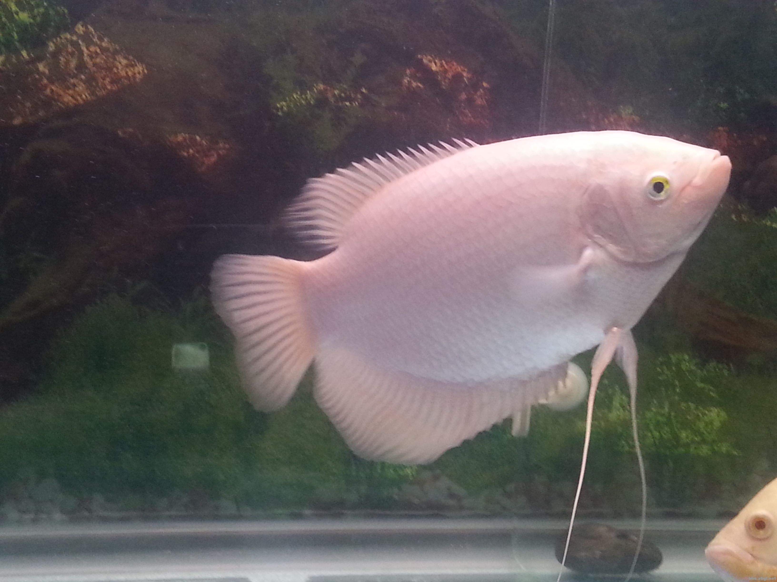 招財(cái)魚